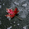 Kentucky Rain