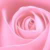 The Rose