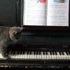 Il Gatto e la Volpe