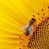 Bumblebee