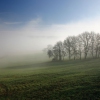 The Baby