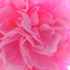 La vie en rose