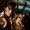 Hound Dog