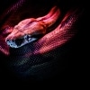 Don't Tread on Me