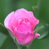 Every Rose Has Its Thorn