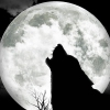 Of Wolf and Man