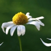 You Don't Bring Me Flowers