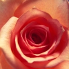 Wish You the Best
