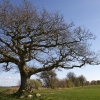 Tie a Yellow Ribbon Round the Ole Oak Tree