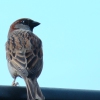Bluebird