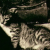 The Pussy Cat Song