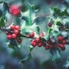Let There Be Peace on Earth