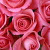Rose Garden