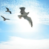 Snowbird