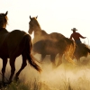 Wild Horses