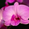 I Overlooked an Orchid