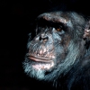 Another Postcard (Chimps)