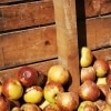 Rotten Apple