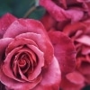 Eleven Roses