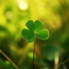 Crimson and Clover