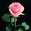 Good Year for the Roses